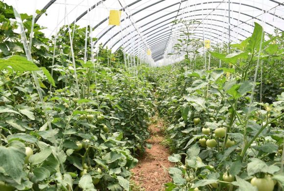 环山路蔬菜种植基地